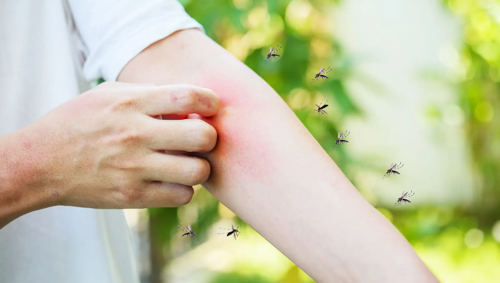 Why Mosquito Activity Is Surging Across the Hamptons